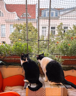 Schnappschüsse von heute am frühen Morgen in der ausgehenden Dänmerung:
Der Sommer neigt sich dem Ende zu. Die Tage werden kürzer, die Sonne verabschiedet sich früher und begrüßt uns später. Viele schwärmen vom Spätsommer, für mich steckt darin aber auch immer ein Hauch von Abschied. Vor uns liegt der lange Winter mit seinen kurzen, dunklen Tagen. In der Wohnung wird es ohne Heizung bald ungemütlich.
Mein Lieblingsmonat ist der Juni: Ich liebe die längsten Tage, endlose Abende im Biergarten und dieses Gefühl von unbeschwerter Vorfreude auf den Sommer.
Welche Jahreszeit liebst du am meisten? 🌿☀️❄️
Magst du lieber ….