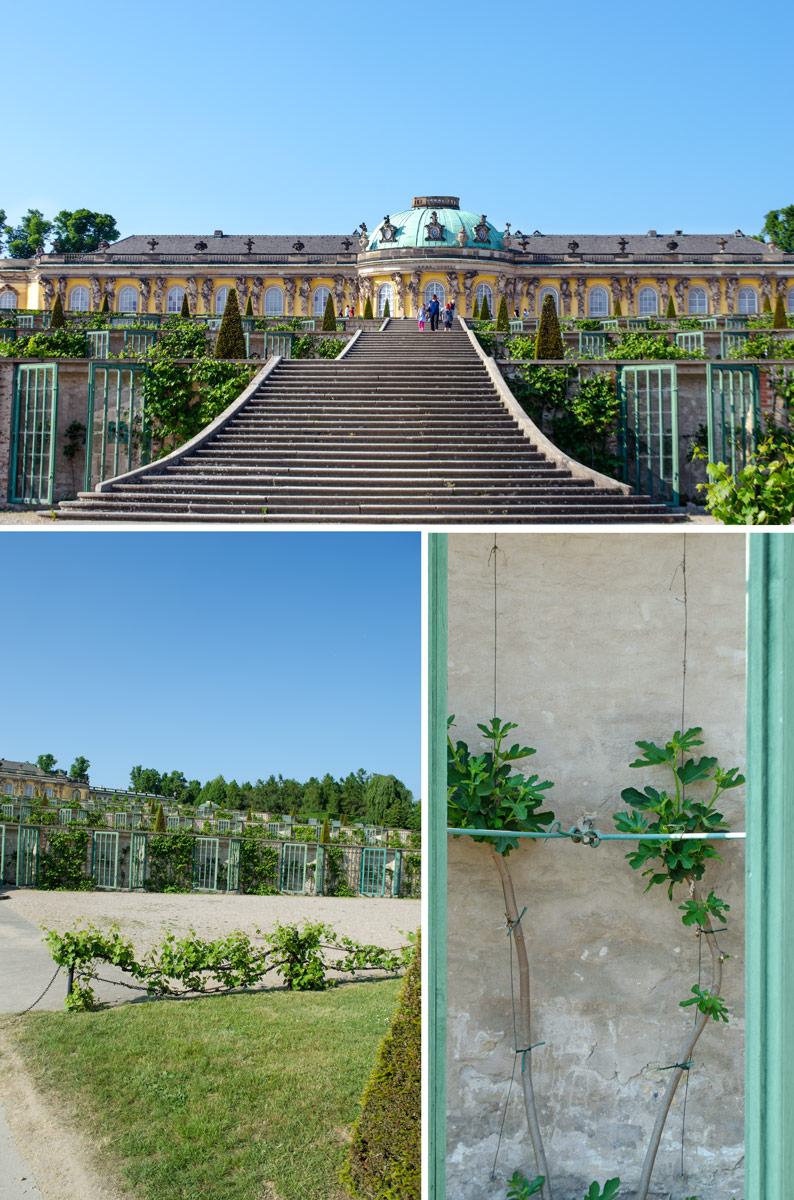 Das Geheimnis der Wein-Terrassen von Schloss Sanssouci