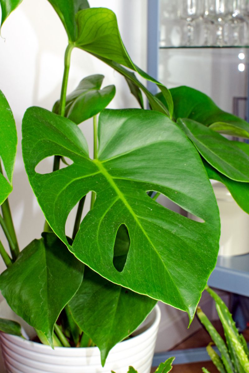 Monstera Arten unterscheiden 11 tolle Variationen Stylepeacock