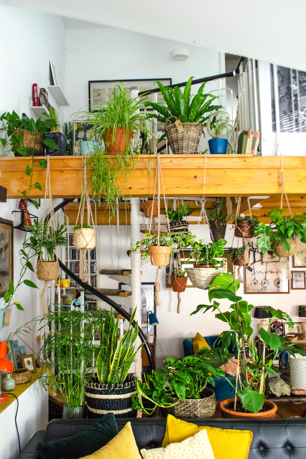 Mein Urban Jungle / Stylische und unkomplizierte Pflanzen