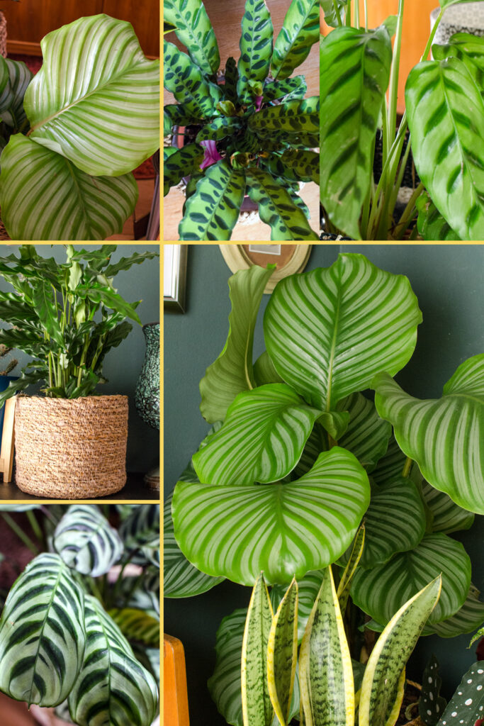 Calathea Pflege: Korbmaranten & Co für deinen Urban Jungle