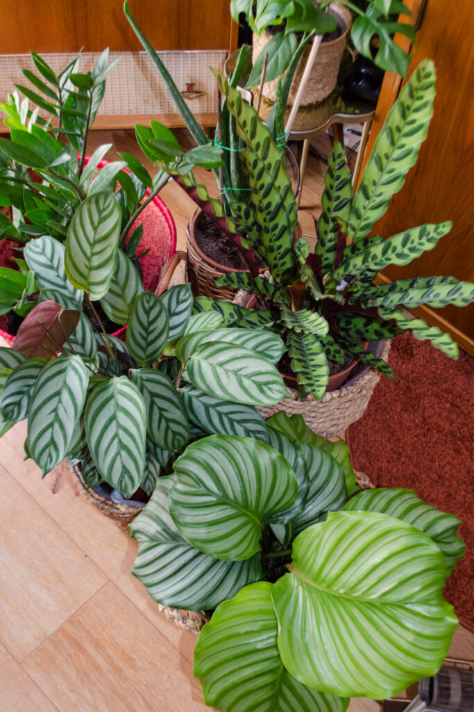 Calathea Pflege: Korbmaranten & Co für deinen Urban Jungle