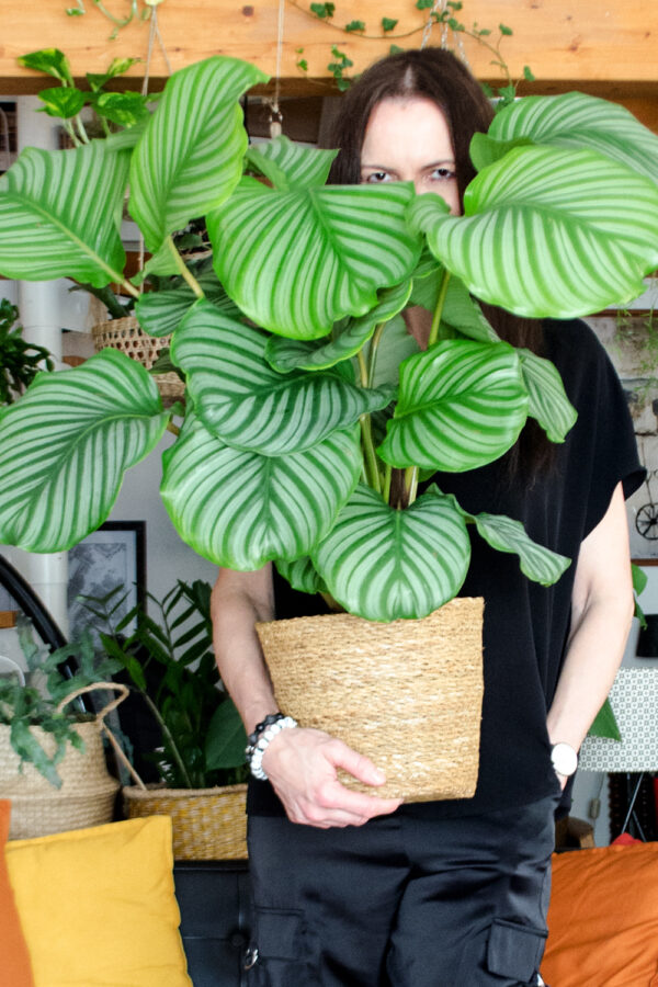 Calathea Pflege: Korbmaranten & Co für deinen Urban Jungle