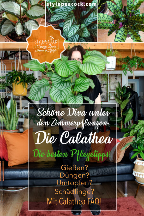 Calathea Pflege: Korbmaranten & Co für deinen Urban Jungle