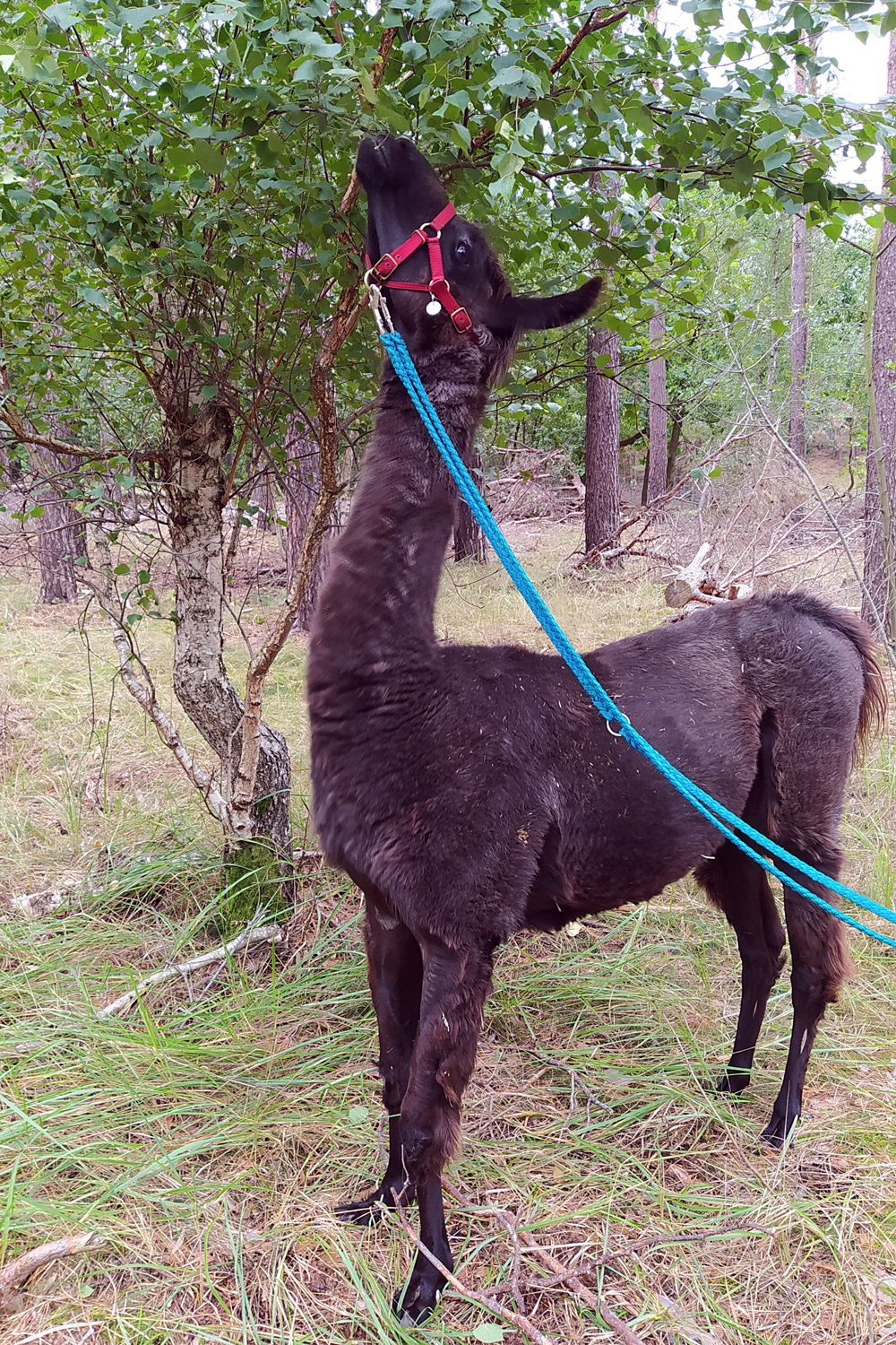Baldur, unser Lama bei der Wanderung