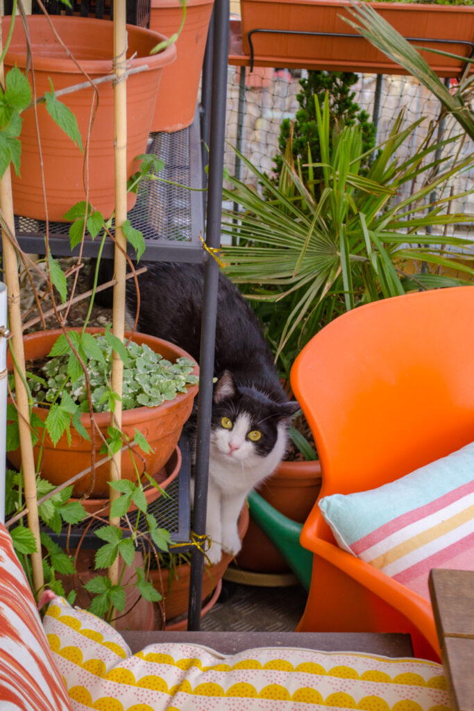 Polly freut sich am Balkon mit Katzennetz ohne Bohren (beinhaltet Werbung)