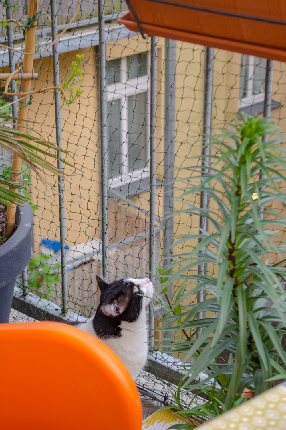 ohne Bohren selbst anbringen Schnell gemacht! Stylepeacock Interior, Plants, Cats