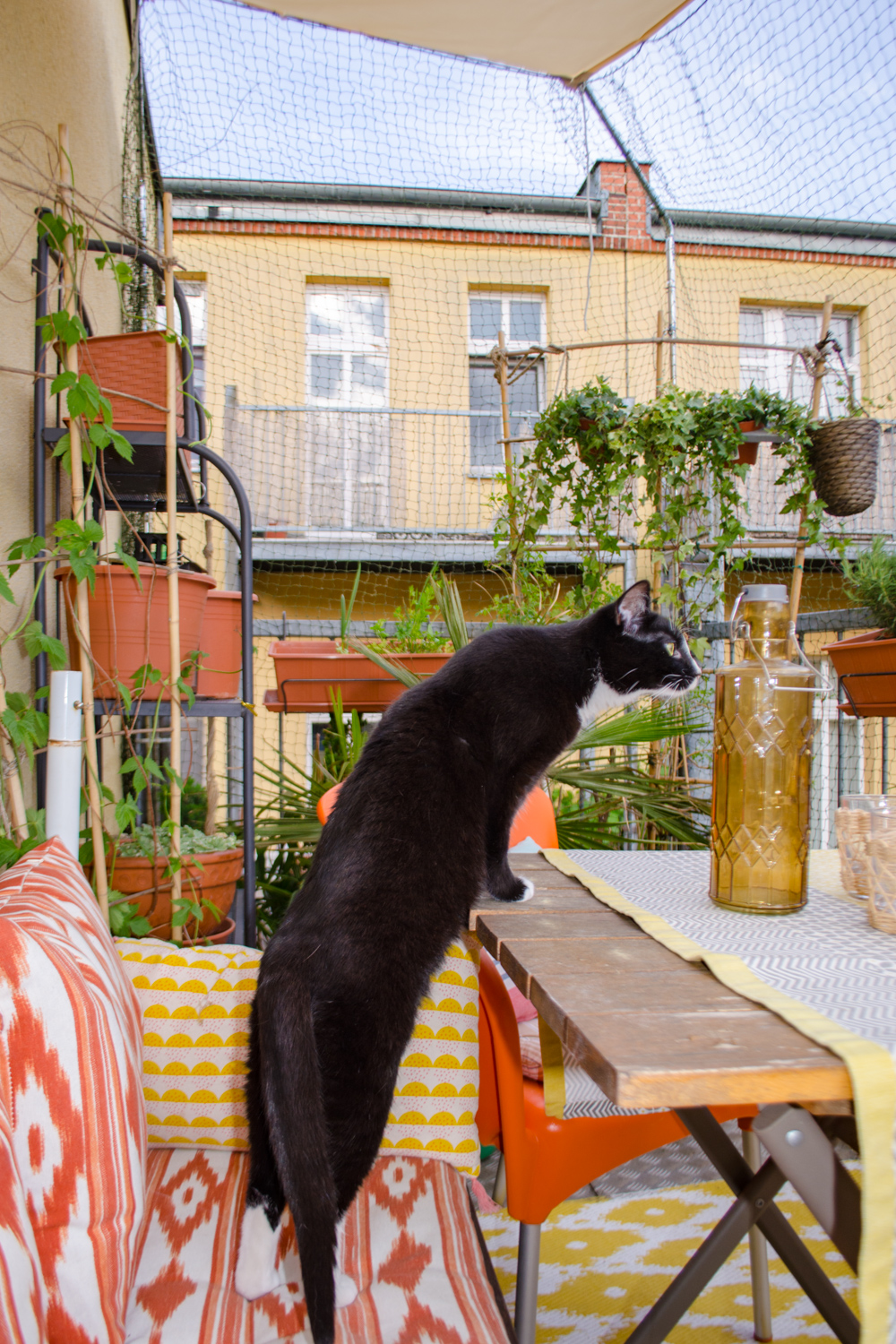 Die Katzen lieben den Balkon und das Katzennetz macht es sicher (beinhaltet Werbung)