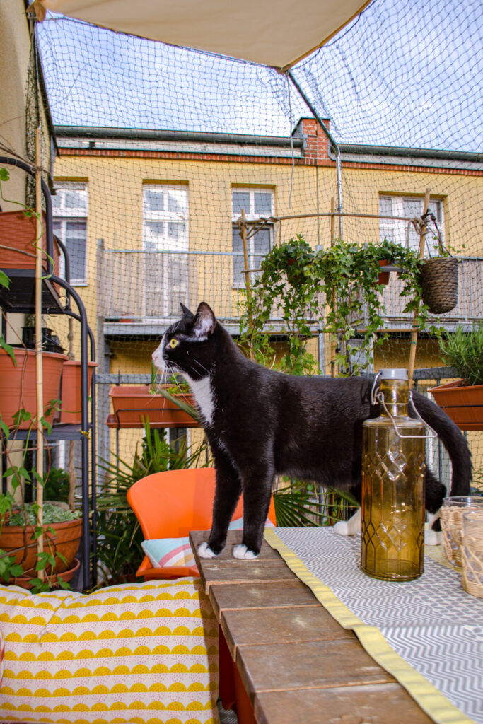 Freddy freut sich am Balkon mit Katzennetz ohne Bohren (beinhaltet Werbung)