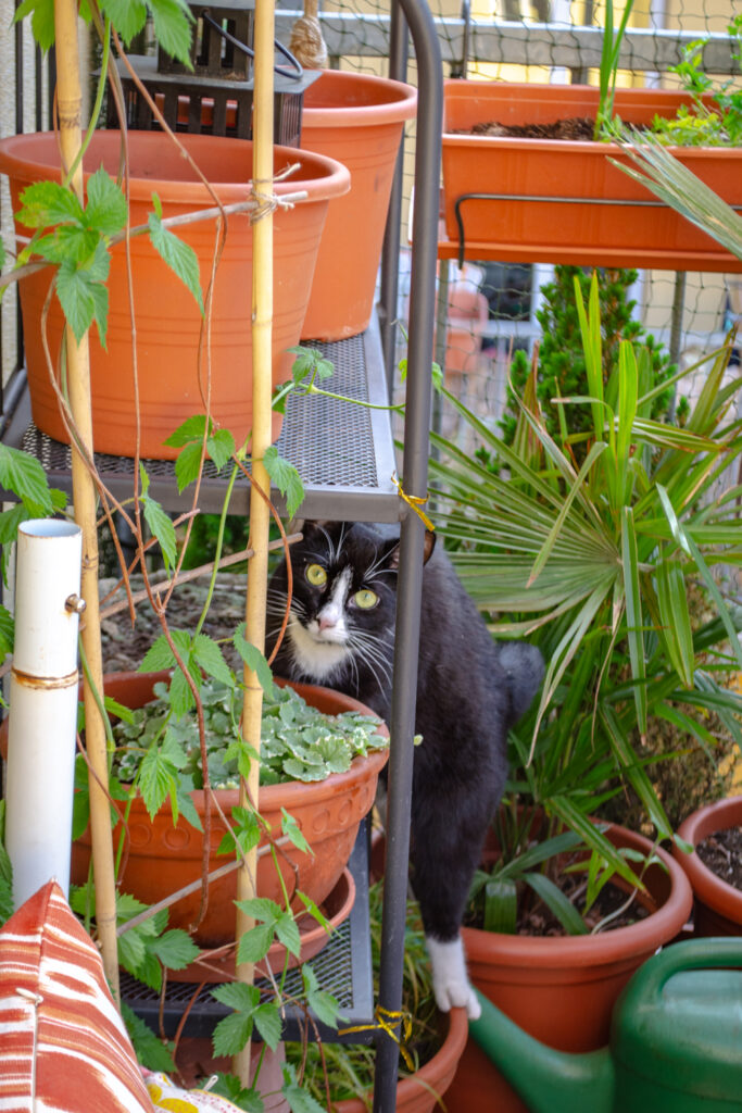 Freddy freut sich am Balkon mit Katzennetz ohne Bohren (beinhaltet Werbung)