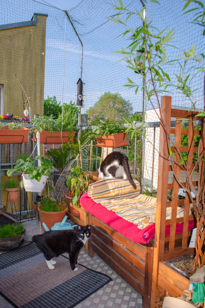 Freddy & Polly freuen sich am Balkon mit Katzenetz (beinhaltet Werbung)
