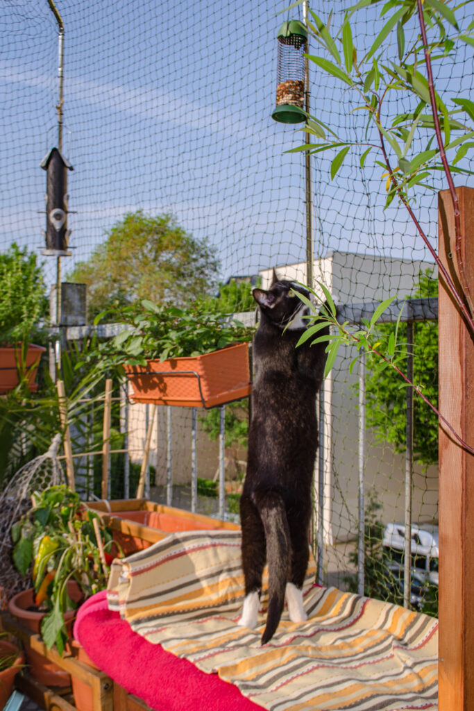 ohne Bohren selbst anbringen Schnell gemacht! Stylepeacock Interior, Plants, Cats