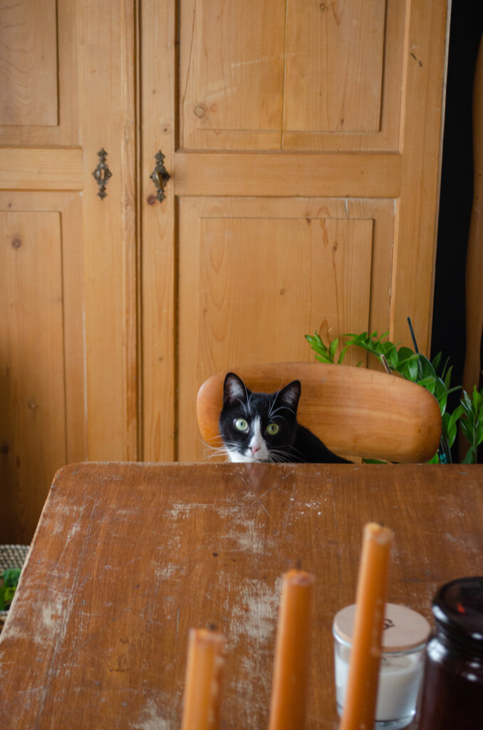 Große Katzenliebe: Freddy meine Tuxedo Tierschutzkatze