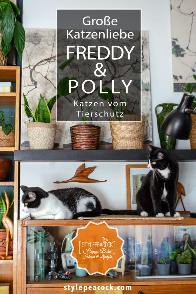 Große Katzenliebe: Freddy & Polly meine Tierschutzkatzen
