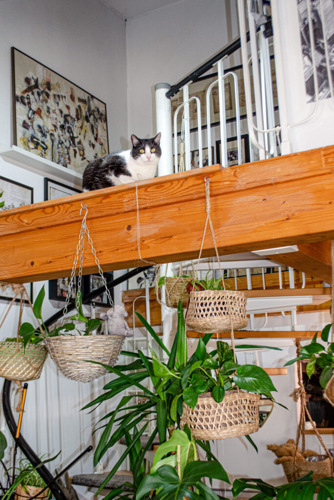 Große Katzenliebe: Polly meine Tuxedo Tierschutzkatze