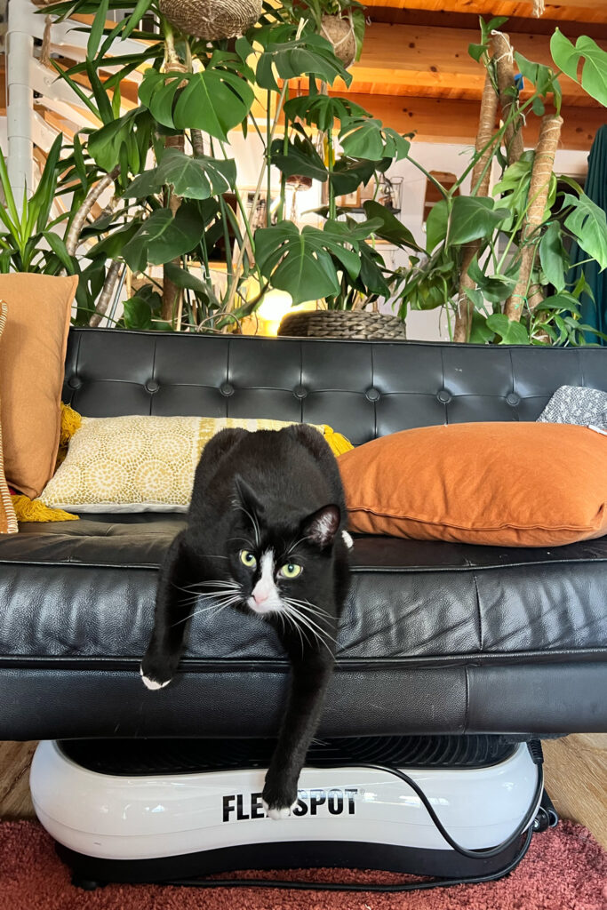 DIY Kratzmatte: Rette dein Sofa vor kratzenden Katzen