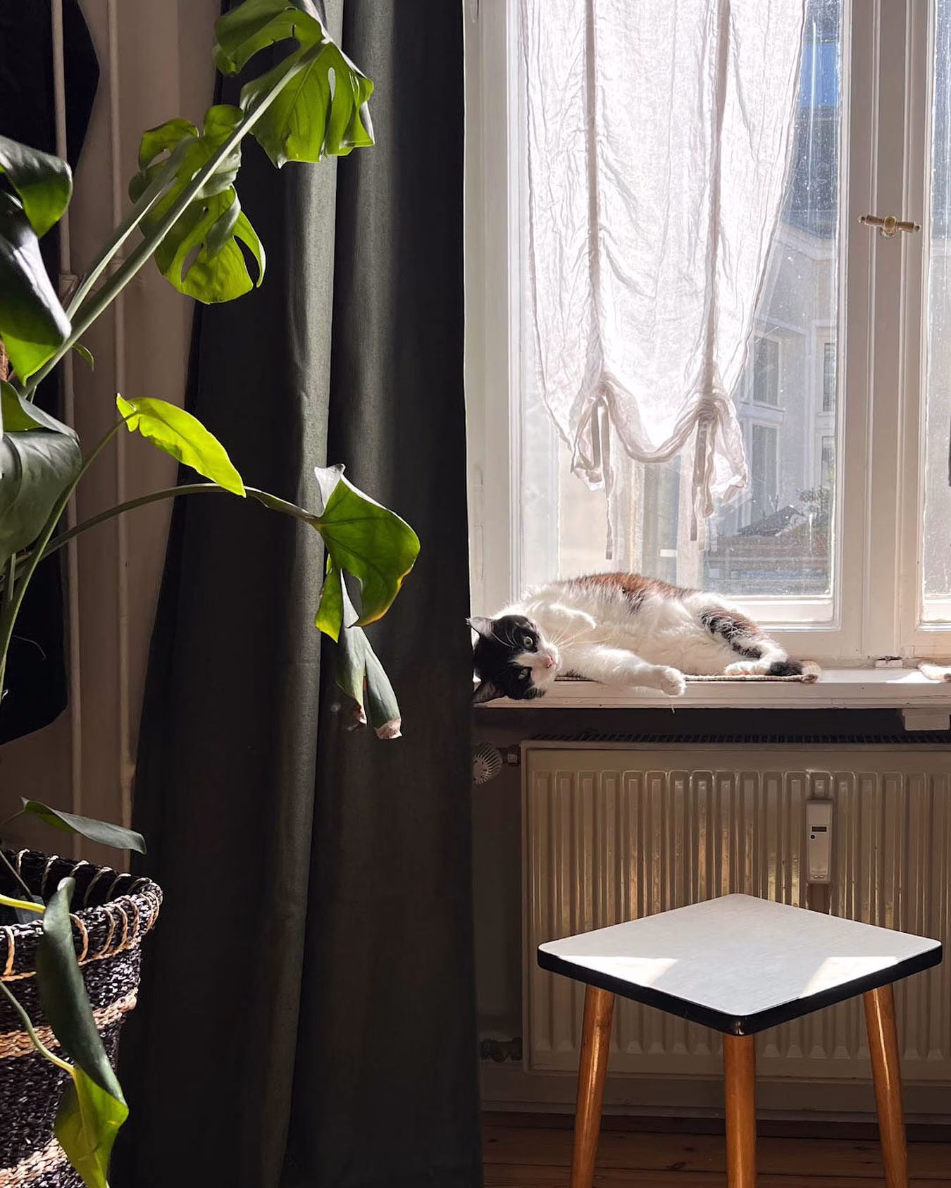 ☀️ Afternoon Glow & Altbau-Flair
Wenn die Nachmittagssonne durchs herrliche originale Doppelkastenfenster fällt, wird mein Zuhause in warmes Licht getaucht – und der Lieblingsplatz auf der Fensterbank ist an Polly vergeben. 🐾 Sie ist hier die kleine Sonnenanbeterin. 
Das Licht tanzt auf den alten Dielen und ich freue mich an all diesen alten Details meiner Wohnung. 
Genau dieses Leuchten liebe ich so an den hohen Fenstern im Altbau – als wäre die Zeit stehengeblieben .

Was bringt dein Zuhause zum Strahlen?

#mmh_shining #meetmyhomechallenge
#altbauliebe #fensterlicht #nachmittagssonne #wohngefühl #sonnenplatz #katzenleben #interiorinspo #homelove #myhomeismysoul #altbautraum #interiormoments #wohnglück @lena.aus.dem.schwedenhaus #berlineraltbau #altbauliebe