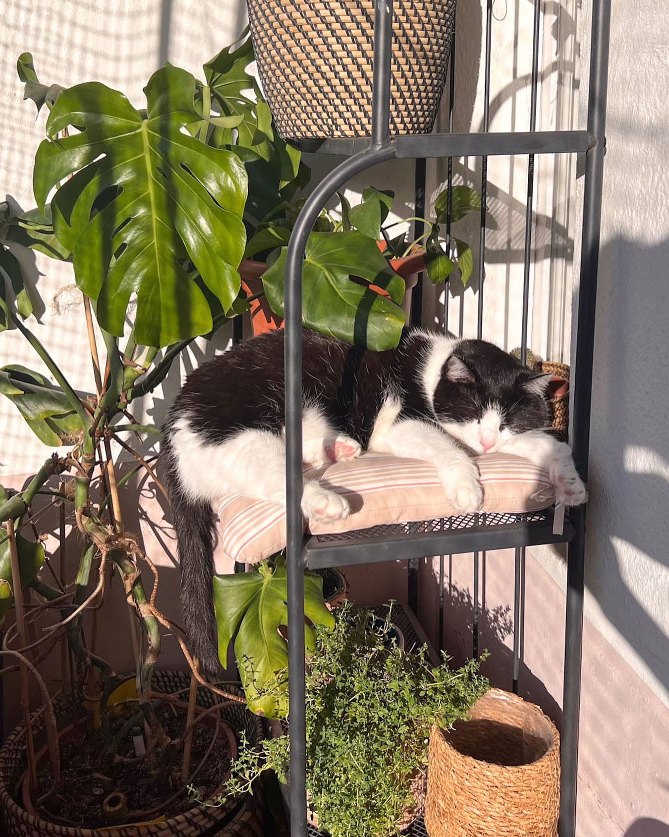 Zwei Tage, zwei Impfungen, zwei mutige Seelchen. 🐾
Gestern Freddy, heute Polly – und während Freddy das doch recht unproblematisch gemeistert hat, war es bei Polly heute eine emotionale Achterbahnfahrt. Doch jetzt liegt die Mausi gechillt auf ihrem Balkonlieblingsplatz.

Polly lässt sich nicht hochheben, ist körperlich viel kräftiger – und spürt jede noch so kleine Veränderung sofort. Selbst mit Beruhigungsmittel war es eine Herausforderung, sie in die Box zu bekommen. Ich war durchgeschwitzt. 😅

Unsere neue Tierärztin ist ein Glücksgriff. Sie hat Polly ganz ruhig allein untersucht, dazu hat die geraten – und Polly? Kein Drama, kein Groll. Sie war danach sogar besonders verschmust. 🧡

Ich habe oft Angst, sie könnte zurück in ihr Trauma rutschen. Doch sie zeigt mir jedes Mal: Mit Geduld, Liebe und Respekt wächst Vertrauen.

Polly und Freddy kamen aus dem Tierschutz – scheu, unvermittelbar, mit Geschichte. Heute sind sie gesund, geimpft, voller Liebe. ❤️❤️❤️

👉🏼 Wenn ihr könnt: Gebt auch den „schwierigen“ Katzen eine Chance.
Sie haben es so verdient.

✨ Welche Erfahrungen habt ihr mit Tierschutzkatzen gemacht? Erzählt mal! 💬

#arthomeberlin #catmumlife #adoptdontshop #rescuecatsrock #katzenliebe #katzenleben #trusttakeslove #tuxedocats #blackandwhitecat #sheltercat #catsofinstagram #katzenalltag #freddyundpolly #berlinkatzen #haustierliebe #tierschutzkatze #katzenadoption #happycatmom #healingwithcats #catcontent #katzenimpfung #rcpvaccine