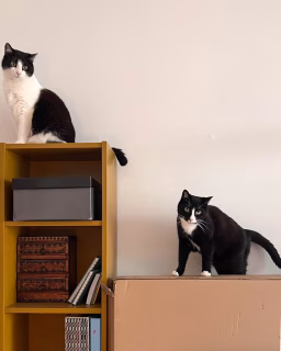 🐈‍⬛ Happy International Cat Day! 😻🐈‍⬛🐈
Heute ist Internationaler Katzentag 🐾💛
Freddy und Polly bereichern mein Leben jeden Tag – mit Schnurren, Kuscheln, Unsinn im Kopf und diesen unwiderstehlichen Blicken, denen ich immer wieder erliege.
Freddy, das ewige Baby, die anhängliche, die mir wie ein Schatten folgt und an liebsten den ganzen Tag Schößchen sitzen würde. 
Polly, die Ulknudel, deren Gedanken sich zum 99 % mit Fressi beschäftigen – und die mit ihrer Hungerpfote unglaublich gut schwere Bedürftigkeit simulieren kann. 🤣. Ein Leben ohne die beiden? Kaum mehr vorstellbar!
Wer einmal Katzenliebe erlebt hat, weiß, wie sehr sie das Herz wärmt.
✨ Was macht deine Katze zu etwas ganz Besonderem? Womit bekommt deine Fellnase dich immer rum?

#tuxedomeowdels #InternationalerKatzentag #internationalcatday #Katzenliebe #CatLovers #Katzenmomente #Katzenfreunde #CatsOfInstagram #Katzencontent #Katzenfreude #Katzenblick #CatLife #Katzenalltag #Katzenfotografie #meowdeling #freddyundpolly