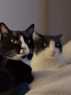 So schöne Katzenfotos ohne Aufwand? Wie mache ich das nur?
All diese Bilder sind heute Morgen als Schnappschüsse im Schlafzimmer im Halbdunkel entstanden, die meisten, als die beiden Damen auf mir lagen.
Kein Bild ist nachbearbeitet. Was du brauchst? 

Mein Fototipp:
Ein IPhone, ich habe ein 13 Pro, also kein wirklich neues. Meine Grundeinstellung ist natürlich warmes Licht, kein RAW, Live deaktiviert, aber das ist Geschmacksache und Frage des Speichers.

So geht’s:
1. Porträtmodus 
2. Phone auf den Kopf stellen 
3. Konturenlicht auswählen 
4. Um ein bestimmtes Objekt scharf zu stellen, dieses auf dem Display abtippen.

Und dann bekommst du so schöne Fotos in Sekundenschnelle, ohne extra Beleuchtung oder Hilfsmittel. 🐈‍⬛🐈

Wer hat einen ähnlichen Tipp für Android? Wie machst du besonders schöne Bilder deiner Fellnasen? 
Verrate mir mal dein Geheimtipp als Kommentar.

#fototips #fototipps #phototips #tierfotografie #petphotography #iphonephotography #iphone13pro #iphonetips #iphonetipps #katzenbilder #katzenfotografie #catphotooftheday #catphotography #schönekatzenbilder #handyfotografie