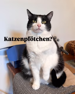 Poetry Slam! 
Aus gegebenem Anlass:

Katzenpfötchen? 🐾
Lakritzschnecke 🐌
Süßer Speck 🥓 
Saurer Hering 🎣
Franzbrötchen 🥐
Amerikaner 🇺🇸
Berliner 🍩 
Mohnschnecke 🐚
Fleischtomate 🍅
Scheuermilch 🥛
Blutorange 🍊
Katzenzunge 👅
Schweinsohr 👂
Hackepeter 👴
Säuglingsnahrung 🍼
Babybrei 👶🏻
Kindertee 🫖
Sellerieschnitzel 🥩
Osterei 🪺
WC-Ente 🦆
Storckriesen 🍬
Esspapier 📉
Igelwaffel 🥥

Keine Babys 👶🏻 im Brei? Und kein Fisch in den sauren Heringen, kein Fleisch in der Fleischtomate und kein Blut 🩸 in der Blutorange? Hätte ich das mal gewusst!

Welche „irreführenden“ Wörter fallen dir noch ein und wie stehst du zum Verbot der Veggie-Bezeichnungen?

#veggieburger #hackepeter #fleischlobby #vegetarian #euverordnung #veggiefood #veganesschnitzel #veganinspo #poetryslam