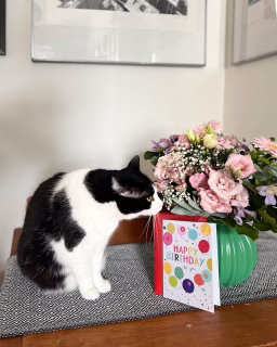 Wenn es klingelt und der Sohnemann dir aus München so einen schönen Strauß 💐 schickt – dann ist … 🎂🥳. 🥰❤️
Natürlich denken die Damen, die Blumen seien für sie, aber die beiden haben erst im November Geburtstag. 
In diesem Jahr haben wir alle 3 einen Geburtstag mit 5 – und im nächsten Jahr mit 6 🫣🤣. Ich glaub, das ist dann fast schon alt. 😉
Ach, ich freue mich über diese schöne Überraschung vom Sohnemann. 
Wann habt ihr zum letzten Mal Blumen bekommen?

#geburtstagskind #happybirthday #meingeburtstag #birthdayflowers #blumenliebe🌸 #vasenliebe #vasenmittwoch #over50andfabulous