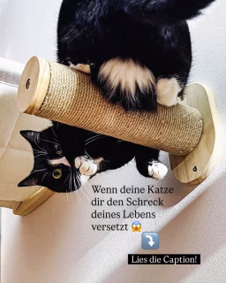 😱 Immenses Getöse – und plötzlich raste ein schwarzer Blitz durch die Wohnung!

Gestern war ich im Atelier, als lautes Rumpeln aus der Küche mich erschreckte. Eine Sekunde später schoss Freddy panisch an mir vorbei – mit dem Deckel des Brita-Wasserfilters um den Hals!

Sie muss den Deckel irgendwie hochgeklappt und ihren Kopf durchgesteckt haben. Beim Rückwärtsgang hat sie dann das ganze Teil zerlegt – und blieb darin stecken.

Zum Glück konnte ich sie befreien, ohne dass etwas passiert ist. 🙏
Freddy hat sich schnell wieder gefangen – Polly und ich dagegen weniger. Mein Herz raste noch Stunden später.

Ich schwöre: Diese Katze bringt mich noch um den Verstand – aber ich liebe sie einfach. 🖤

👉 Was war der verrückteste Moment, den du jemals mit deiner Fellnase erlebt hast?
Erzähl mal – ich bin sicher, wir sind nicht allein mit solchen Schreckmomenten! 😅

#catmom #catstory #crazycatmoments #katzenliebe #haustiergeschichten #artstudio #artistlife #catsofinstagram #britacat #catmomlife #freddyundpolly #catlovercommunity