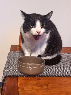 Mein Dezember mit diesen beiden 🐾
Ab morgen sind sie über die Feiertage mit ihren Katzensittern alleine — und ich weiß jetzt schon, wie sehr ich sie vermissen werde.
Sie bedeuten mir unendlich viel und machen jeden Tag ein kleines bisschen schöner. Wie viel Glück mir die Mäuse bringen!
An alle Katzeneltern:
Wie geht es euch, wenn ihr eure Katzen für ein paar Tage zurücklassen müsst? 🐈‍⬛✨ Gibt’s auch Geschenke für die Fellkinder? 🎁

#Katzenliebe #catmomlife #caturdaycuties #meowdels #tuxiesofinstagram