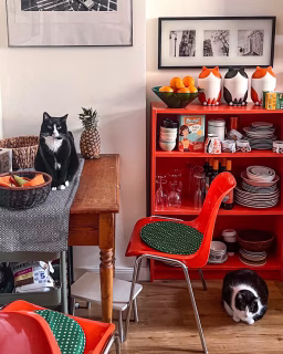 Schnappschuss am Sonntagmorgen. 📸
Sitzstreik in der Küche. Wenn den Damen mal wieder das Frühstück nicht mundet… 
Schon über den langen Flur sehe ich beiden vorwurfsvollen Augenpaare, so kurz vorm Verhungern 🙈🤣.

Wer kennt’s? Betteln eure Fellnasen auch so gerne, obwohl der Napf gut gefüllt ist? 🐈🐈‍⬛🐕🐕‍🦺
Was macht ihr dann?  Nachgeben? Oder haltet ihr euch konsequent an feste Futterzeiten?

#freddyundpolly #tuxedocatsrule #tuxedomeowdels #kuchenliebe colorfulkitchen