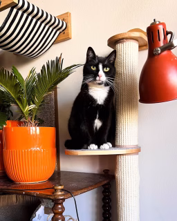 Kratzbaum abgenutzt und zerfetzt?
➡️ Mein preiswerter Hack!
[unbezahlte Werbung da Shopnennung]

Da ich derzeit nicht viel poste, ist die Reichweite eher mau als miau.🐈‍⬛ Teil den Beitrag also gerne mit anderen Katzenfreunden, die sich über meinen Tipp freuen.

Ich habe stundenlang im Netz nach Ersatzstämmen für das Kratzbaumelement gesucht. Nichts hatte die wirklich passenden Maße und am Ende wären zwei Stämme so teuer gewesen wie das gesamte Original. 

Eine Kratzmatte vom Schweden habe ich bereits am Hochbett. Bei @zooplus_de bin ich dann auf diese Kratzmatten gestoßen. Die gibt’s übrigens auch in Grau. Mit Klettverschluss in Sekundenschnelle um den zerrupften Stamm drapiert, machen sie den Kratzbaum wieder schick und funktionstüchtig. Mit nur 3,99 € pro Stück eine geniale Lösung unter 8 € 👍. Die Länge passt bei mir ideal. Die maximale Dicke des Stammes sollte 25 cm sein. Ansonsten mal das Schwedenmodell in Betracht ziehen. Das hat lange Klettverschlüsse rundherum.

Dies übrigens keine bezahlte Kooperation, nur ein Tipp für Pfotenfreunde. Wenn Zooplus es teilt, freut es mich natürlich, weil dann viele von dem genialen Hack erfahren.

Ist das auch was für dich? Hast du dich auch schon über zerfetzte Kratzbäume geärgert?

#freddyundpolly #kratzbaum #cathacks #tuxedocatsofinstagram #tuxedocatsrule