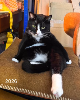 4 Jahre Catmom, 4 Jahre Katzenglück >> Swipe 🐈‍⬛🐈‍⬛ – Happy Muttertag! ❤️😘
Vor 4 Jahren sind die beiden Tuxedo Cats Freddy und Polly bei mir eingezogen 🐾
Damals waren beide 1,5 Jahre alt, sehr scheu und voller Angst. Heute schenken mir die beiden Miezekatzen jeden Tag so viel Liebe, Vertrauen und Freude.

Diese Bilder zeigen nicht nur Katzen — sie erzählen von Geduld, Sicherheit und davon, wie sehr Liebe verändern kann. Auch ältere oder als „schwierig“ geltende Katzen verdienen eine Chance. Oft brauchen sie einfach nur Zeit, Ruhe und Menschen, die sie nicht aufgeben.

Meine beiden sin mittlerweile die liebsten Kuscheltiger der Welt, so anhänglich und liebevoll 🤗 ❤️. Ein Leben ohne die beiden ist für mich kaum mehr vorstellbar. Uns so bin ich, auch wenn mein Sohn längst erwachsen ist, wieder eine aktive Mama.

Wenn ihr könnt: Gebt auch den Stillen, Ängstlichen und Übersehenen eine Chance. Gerade eine ältere und scheue Katze wird es euch besonders danken.

Seid ihr Mamas oder Catmoms oder beides?

#katzenglück #adoptdontshop #tierschutz
#catsofinstagram #tuxiesofinstagram