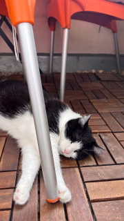 Wie geht’s euren Fellnasen bei diesen Temperaturen? 🥵 Kommentiert gerne mit einem Bild, denn das geht jetzt 👍. 🔥

#tuxedomeowdels #hitzewelle #katzenbalkon #tuxedocatsofinstagram #hotsummerdays