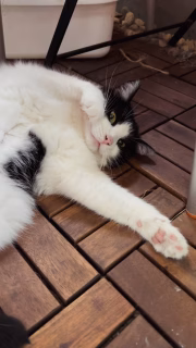 Hitzewelle? Eines meiner Springbrötchen 😹.

Zeigt mir eure Sommer-Katzen in den Kommentaren! 👇

#tuxedomeowdels #catcontent #hitzewelle #katzenleben #hotsommer